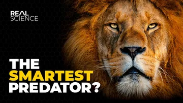 The Insane Biology of: The Lion Preview