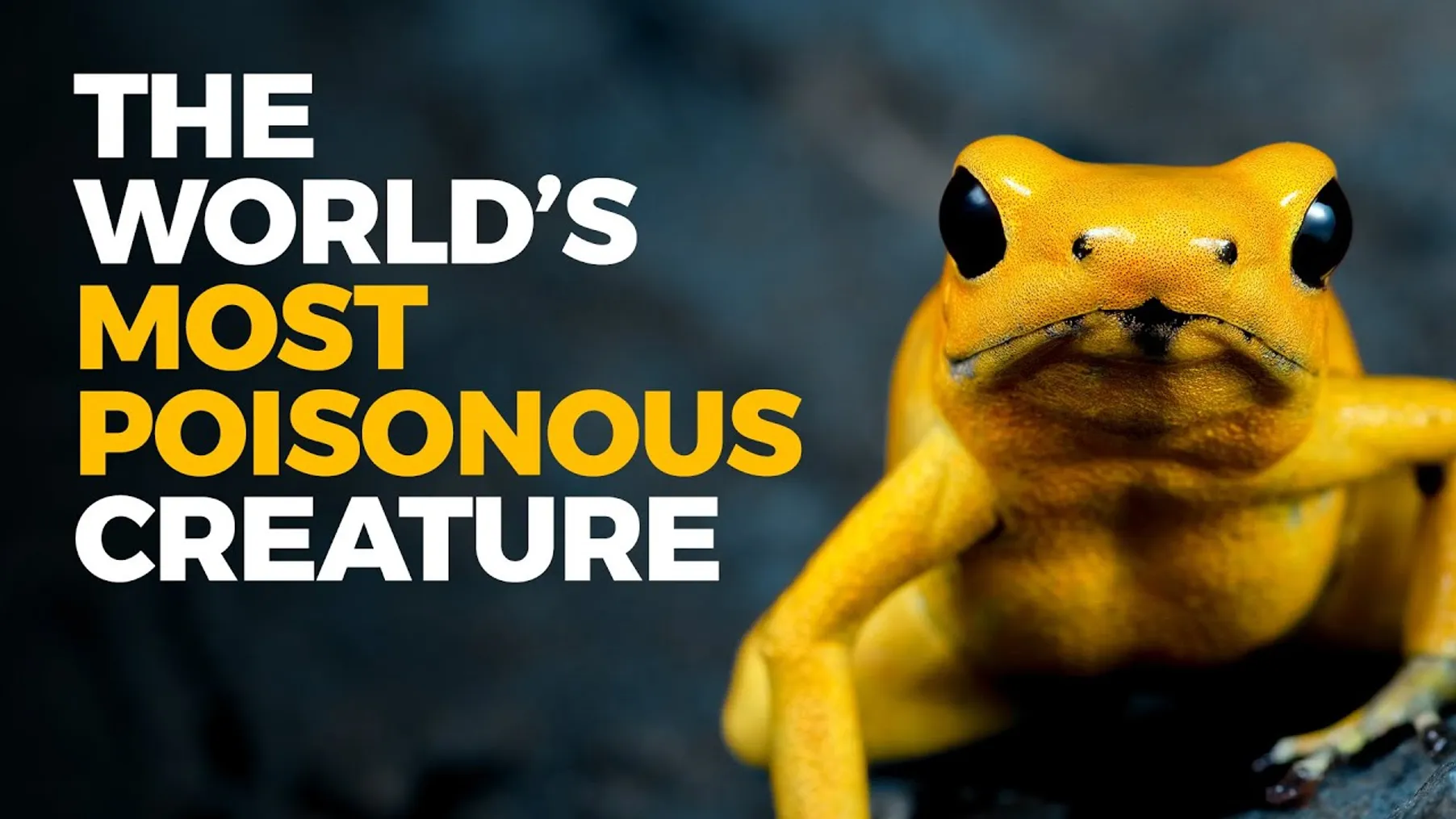 The Insane Biology of: The Poison Dart Frog Preview