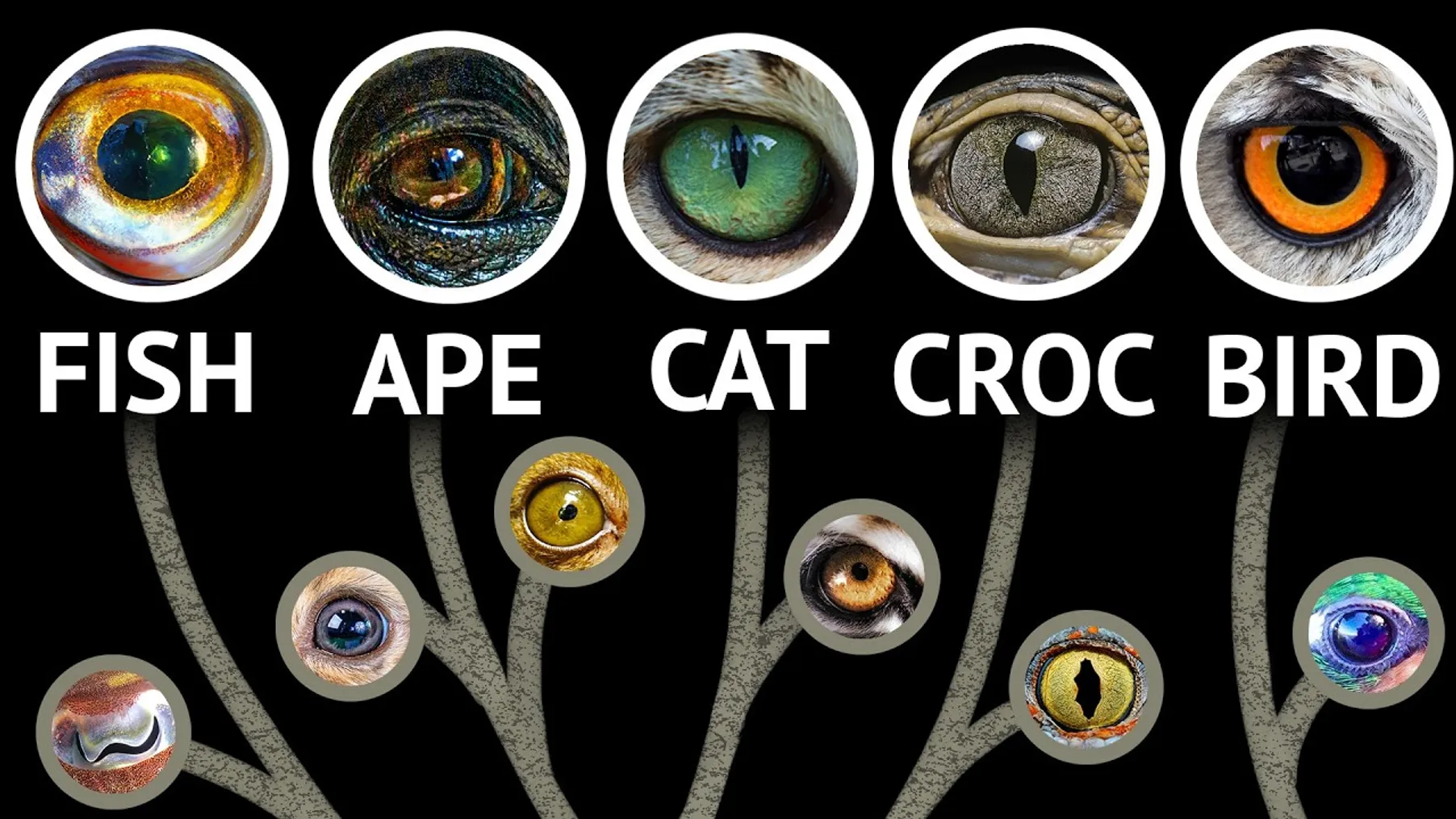 Every Eye In The Animal Kingdom | WIRED Preview