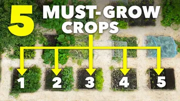 5 Essential Crops Every Gardener Should Grow Preview