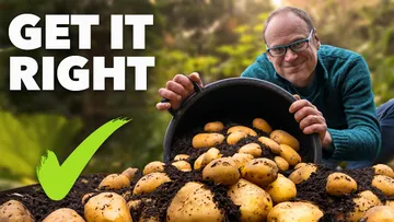 Potato Growing Masterclass: My Tips for a Bigger, Better Harvest Preview