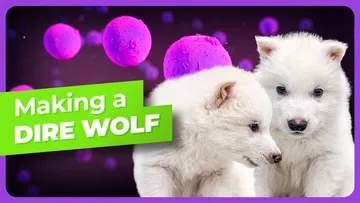 The Making of the Colossal Dire Wolves - World's First De-Extinction Preview