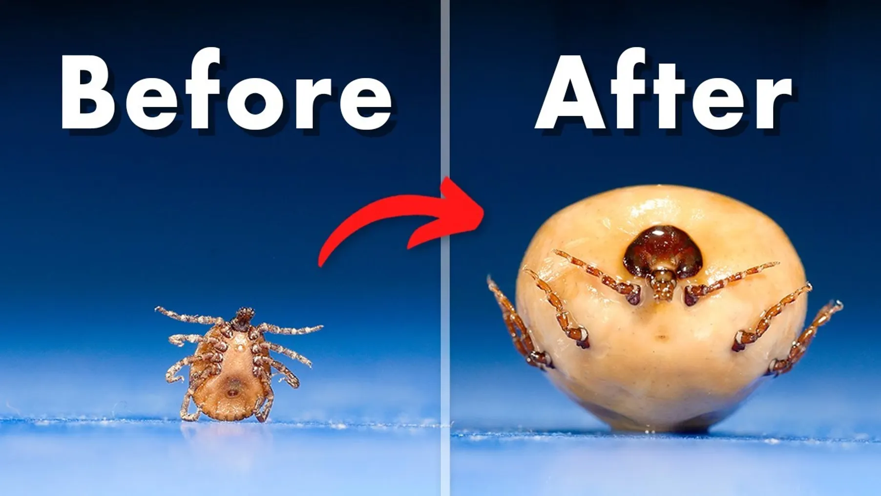 Ticks Become 100x Their Original Size Preview
