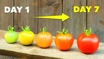 How to Ripen Green Tomatoes In Just 7 Days Preview