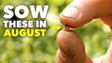 You Must Sow These Seeds in August Preview