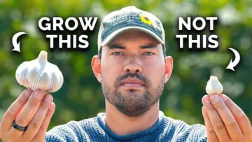 Watch This Before You Plant Garlic Preview