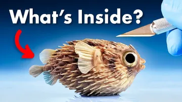 What's Inside a Pufferfish? Preview