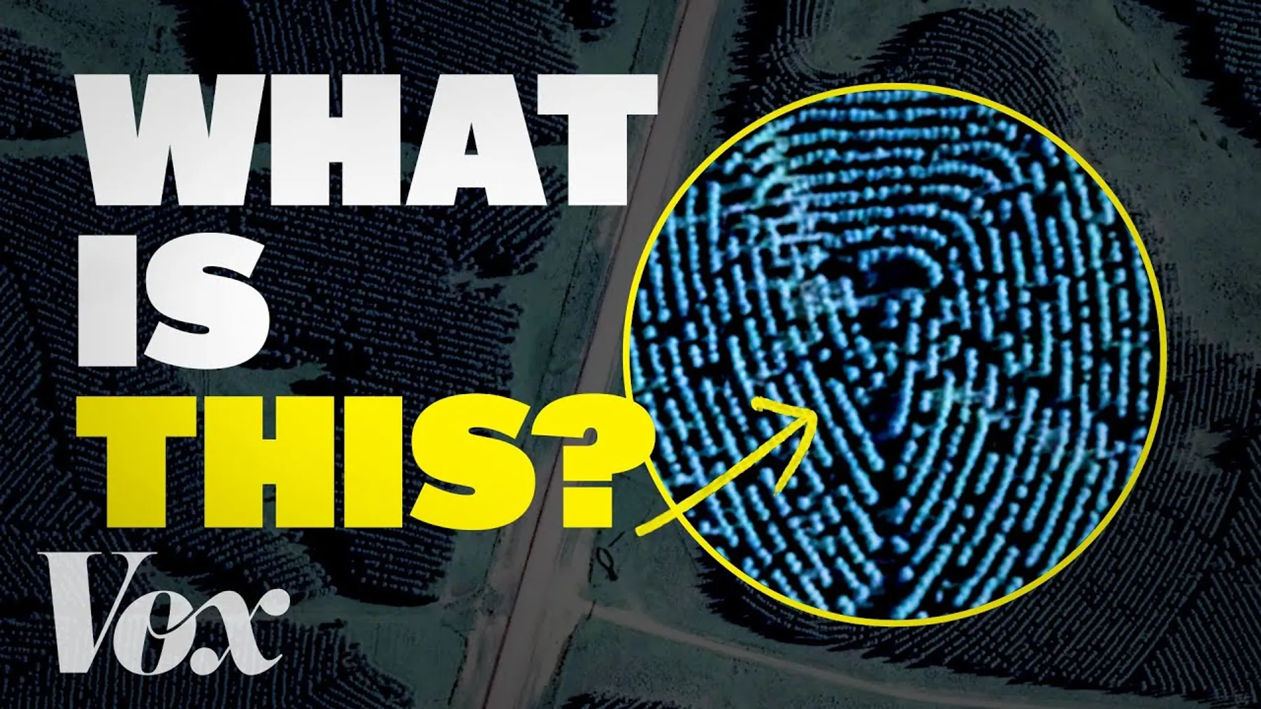 Why does this forest look like a fingerprint? Preview