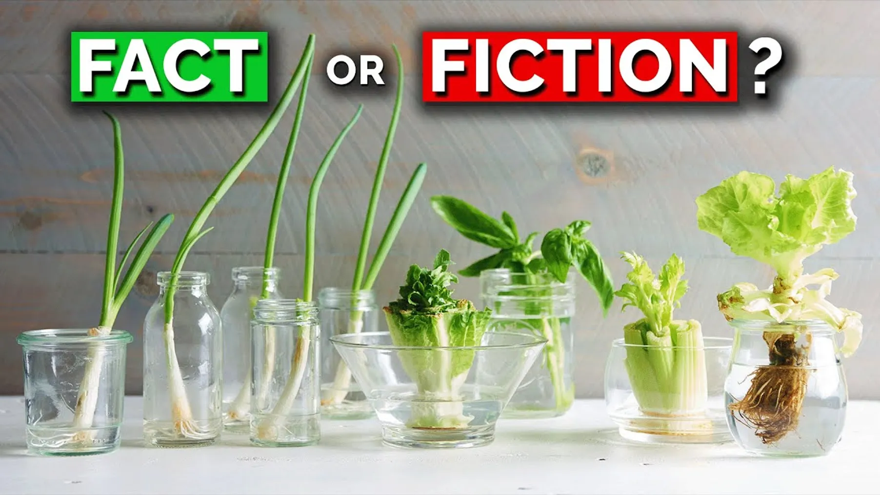 The TRUTH About Regrowing Veggies From Kitchen Scraps Preview