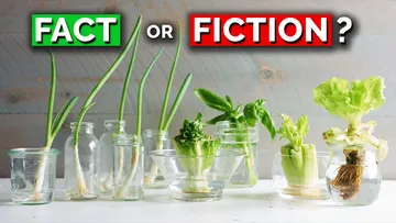 The TRUTH About Regrowing Veggies From Kitchen Scraps Preview