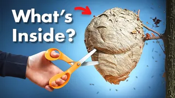 What's Inside a Wasp Nest? Preview