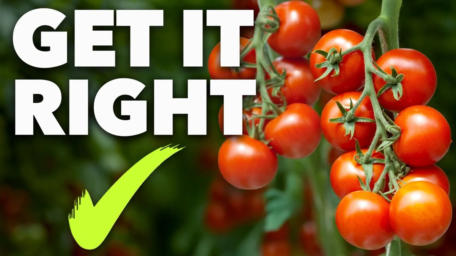 Tomato Growing Masterclass: My Blueprint to Success Every Time! Preview
