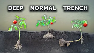 What Happens When You Transplant Tomatoes 3 Different Ways? Preview