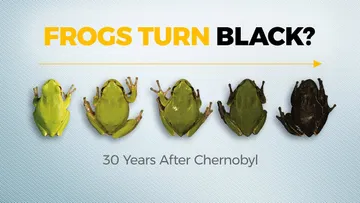 What Happens to Wildlife After Nuclear Disaster Preview