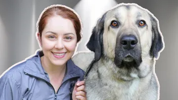 Grooming a huge working Kangal Dog that will absolutely melt your heart Preview