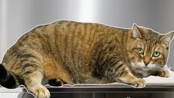 Today I groomed a rotund loaf of sourdough bread | Chonky Cat Alert ⚠️ Preview