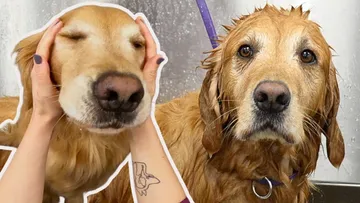 The most golden of Golden Retrievers that has ever Goldened Preview