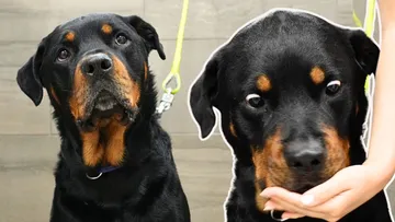 I Can't Stop Laughing At This Dogs Reaction To Getting Treats 😂 Preview